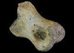 Struthiomimus Toe Bone - Montana #66447-2